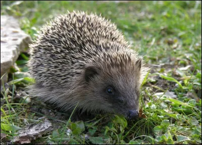 Quel est l'animal sur la photo ?