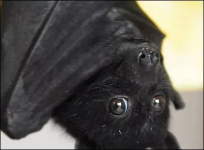 Les chauve-souris attaquent-elles tous les humains ?