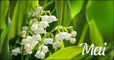 Comment dit-on "mai" ?