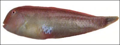 Quel nom de poisson est du genre masculin ?