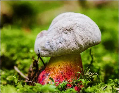 Quel nom de champignon est du genre masculin ?