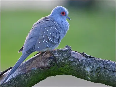Quel nom d'oiseau est du genre féminin ?