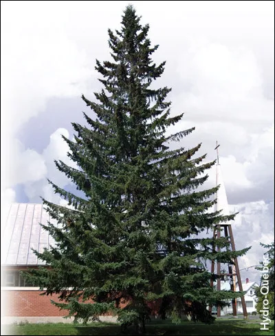 Quel nom d'arbre est du genre féminin ?