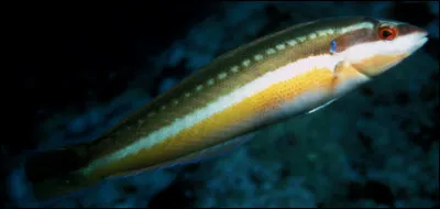 Quel nom de poisson est du genre féminin ?