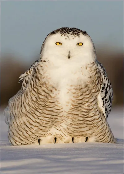 Quel nom d'oiseau est du genre masculin ?