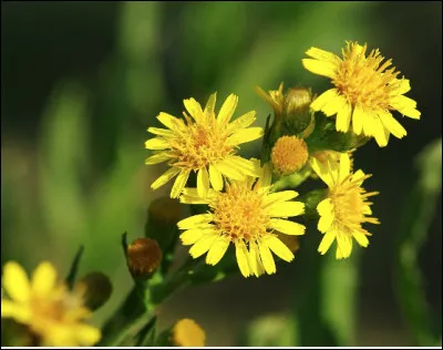 Quel nom de fleur est du genre féminin ?