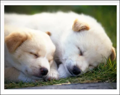 Quel est ton animal pr&eacute;f&eacute;r&eacute; ?