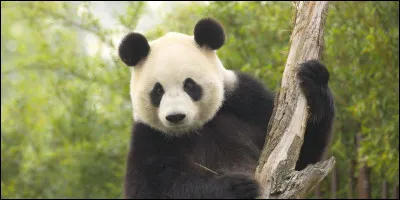 Rachel a-t-elle eu des animaux ?