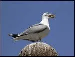 Oiseau de mer.