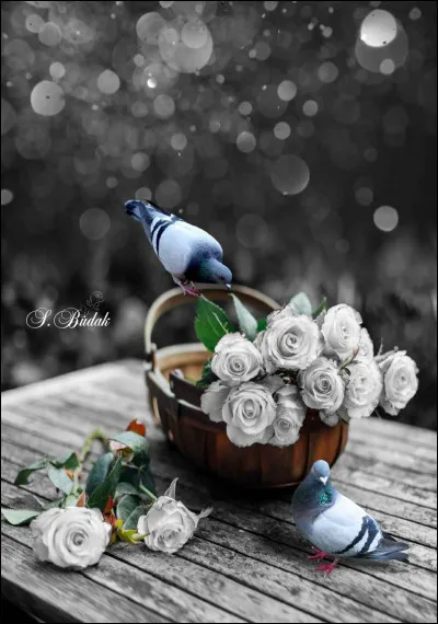 Dans quelle fable de La Fontaine, peut-on lire "Les tourterelles se fuyaient, plus d'amour partant, plus de joie..."