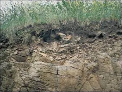 En géologie, quel nom donne-t-on à cette roche sédimentaire riche en matière organique ?
