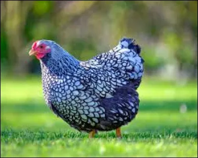 Pourquoi le Roi de France et de Navarre Henri IV a-t-il souhaité que chaque français puisse avoir une poule au pot sur sa table le dimanche ?