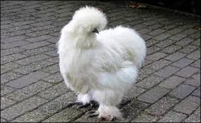 Dans la liste proposée, quelle "poule" n'existe pas ?