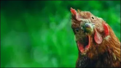 On aurait pu dire de Sibeth (ex porte-parole du gouvernement ) et d'autres de ses collègues alors nouvellement arrivés, que l'expression amusante qui convient, et qui parle de "poule", est... ?