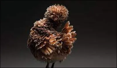 La "poule aux oeufs d'or" est un conte bien connu de l'auteur... ?