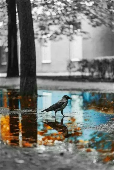 Lequel de ces oiseaux n'est pas un corvidé ?