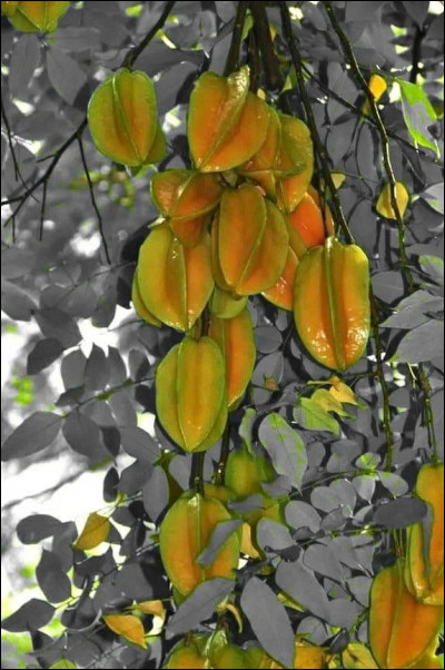 Que sont ces fruits très décoratifs ?