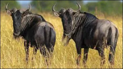 Quel est le pluriel de "gnou" ?