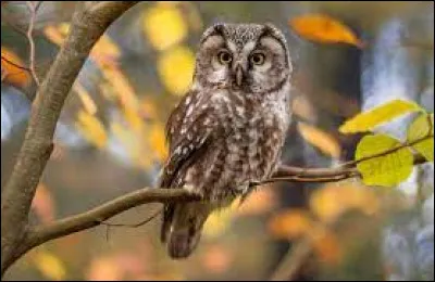 Quel est le pluriel de "hibou" ?