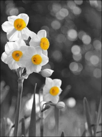 Quand fête-t-on le premier jour du printemps ?