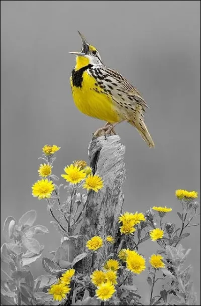 Juin : quel était le prénom du maréchal Juin ?