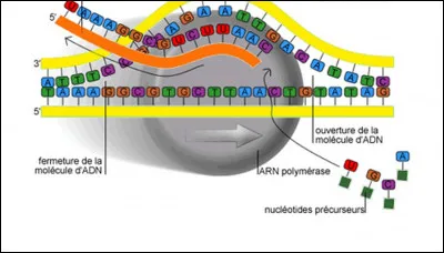 Quel élément a permis de reconstituer un génome humain du Paléolithique ?