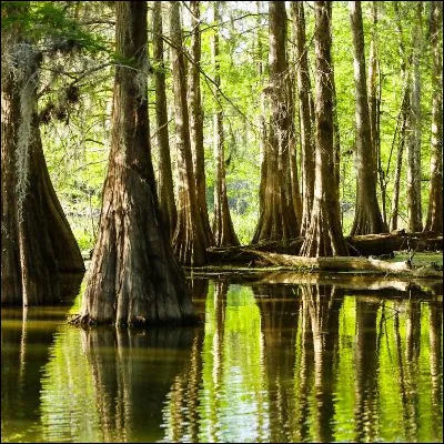 Quel crocodilien est typique des bayous du sud des &Eacute;tats-Unis ?