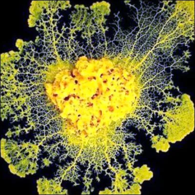 Quel surnom a &eacute;t&eacute; donn&eacute; &agrave; l�organisme unicellulaire "Physarum polycephalum", en allusion &agrave; un film de science-fiction de 1958 ?