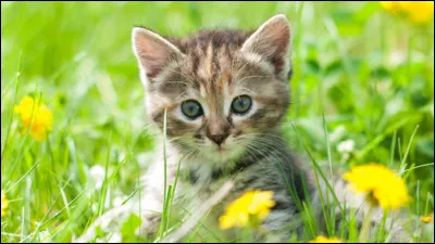 Quel métier voudrais-tu faire plus tard ?