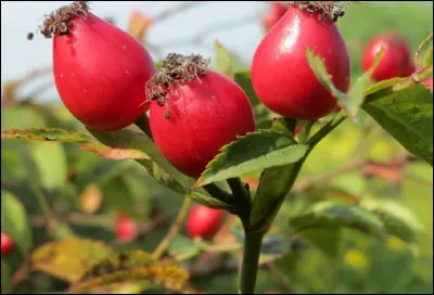 Quel est le nom scientifique du gratte-cul ?