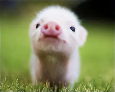 Quel animal préfères-tu ?