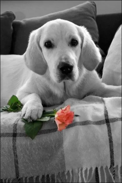 Lequel de ces chiens n'a pas les pattes palmées ?