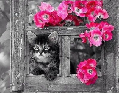 Quel est le nom du chat dans le Roman de Renart ?