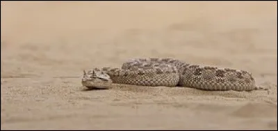 Quel est le nom générique de la vipère à cornes du Sahara ?