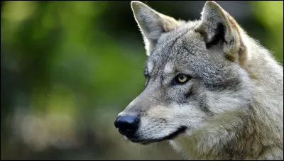 Quelles personnes, à part notre compagnon, voient la vraie forme du loup ?