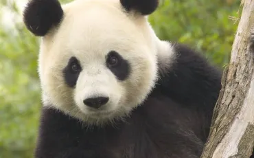 Quiz Animaux