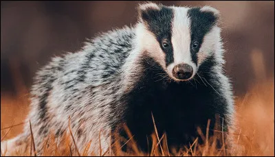 Et pour un chat, son nom serait...