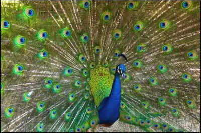 En vacances, que fais-tu ?