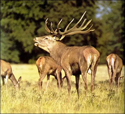 As-tu aimé ce test ?