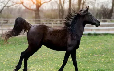 Quiz Galop 3