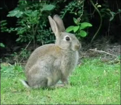 Garenne : à quoi peut-on différencier un lièvre d'un lapin de garenne ?