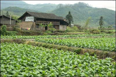 Tabac : quel pays est le premier producteur mondial de tabac ?