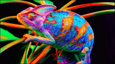 Et on fait honneur au site Quizz.biz en parlant du caméléon que ses créateurs ont choisi pour logo. Quelles sont les raisons de ses changements de couleur ?