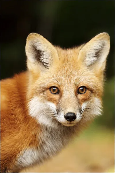 Je ne me rappelle plus bien de son nom. 
Quel est cet animal ?