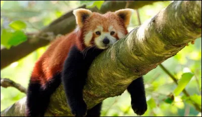 Quel est cet animal ?