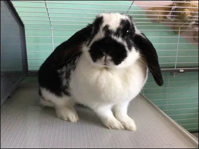 Si tu étais un animal, tu serais plutôt :