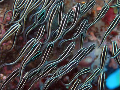 Ces jolis poissons longilignes sont des poissons-chats rayés, et vivent en Asie. Ils sont très vénimeux, grâce à... ?