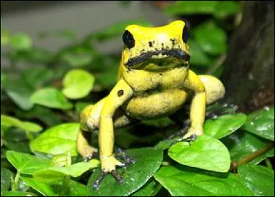 La jolie Kokoï, ou phyllobate terrible, se rencontre souvent en groupe dans les forêts tropicales humides. Sur quel continent vit cette grenouille ?