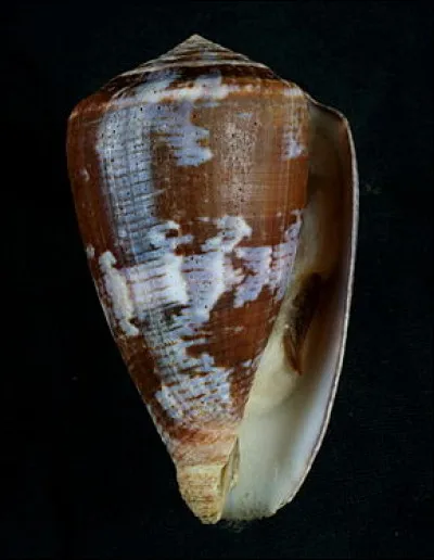 Et voici le cône pourpré, un petit coquillage de 6cm de longueur, qui peut tuer un homme ! De quelle façon ?