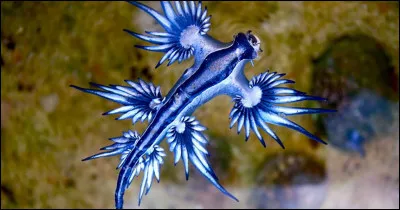 Ce ravissant petit animal, très petit animal, en forme de mini-dragon qu'on croirait sorti d'un livre de contes de fée, peut être mortel. De quelle espèce est-il ?